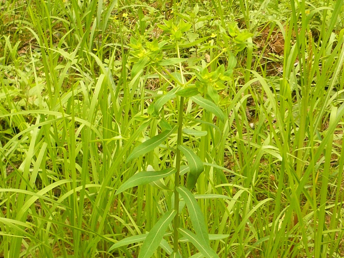 Euphorbia platyphyllos (Euphorbiaceae)